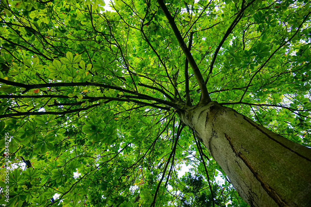 Fototapeta premium tree crown