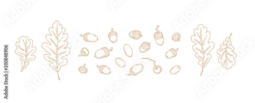 Vector autumn oak leaves and acorns. Isolated, elements for design in line art style.