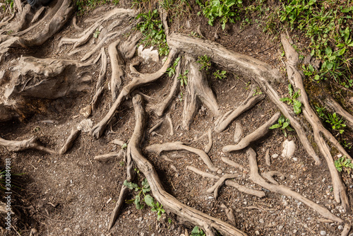 Spreading root system of tree; deep forest image