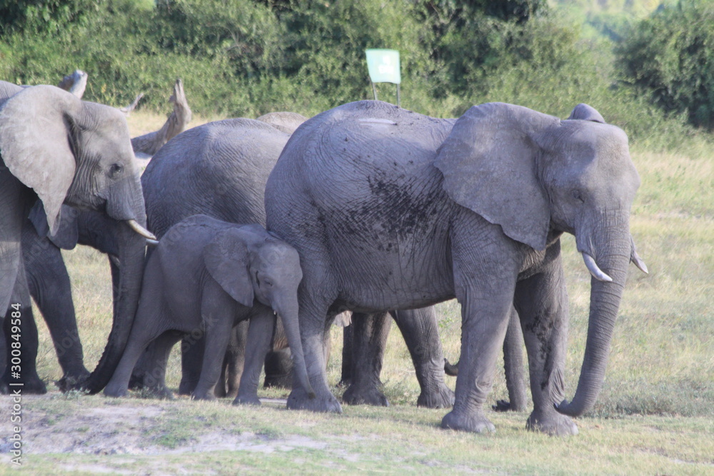 Fototapeta premium Eléphants au bord de l'eau