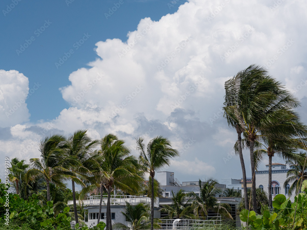 Miami South Beach - Palmen