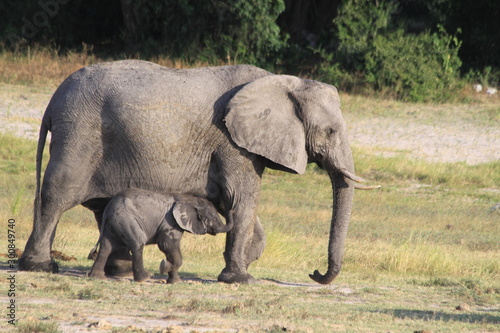 El  phants au bord de l eau