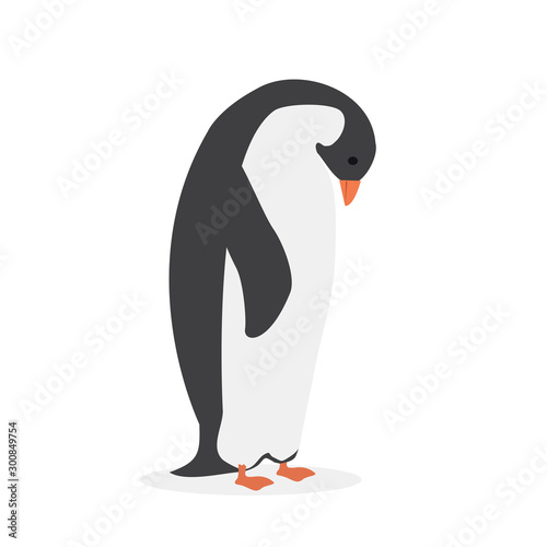 Adult Penguin bird on white background