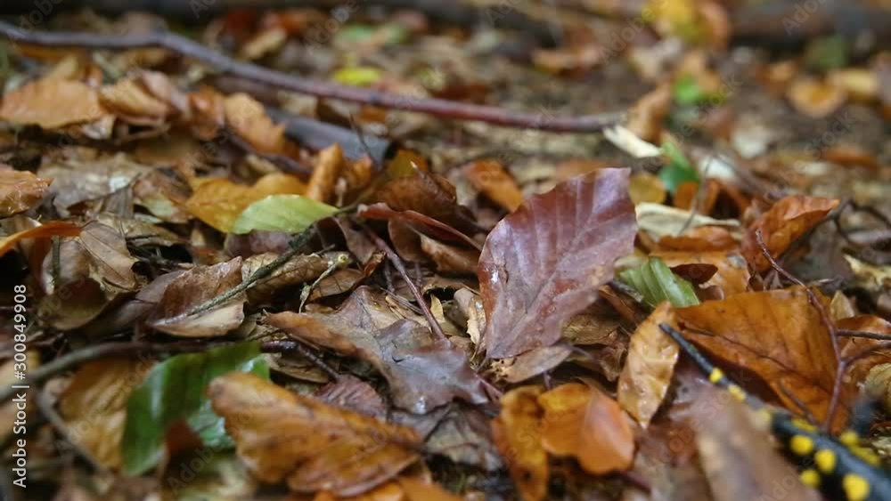Fire salamander (Salamandra salamandra) runs on autumn leaves in slow motion Fire salamander (Salamandra salamandra) runs on autumn leaves in slow motion