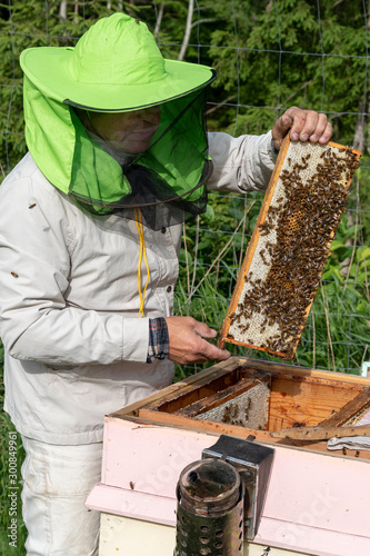 Beekeeper maintains his bee hives.