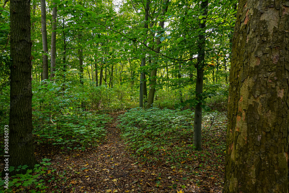 Obraz premium forest