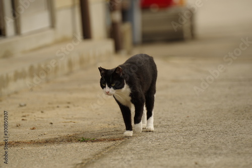 歩く猫 真鍋島