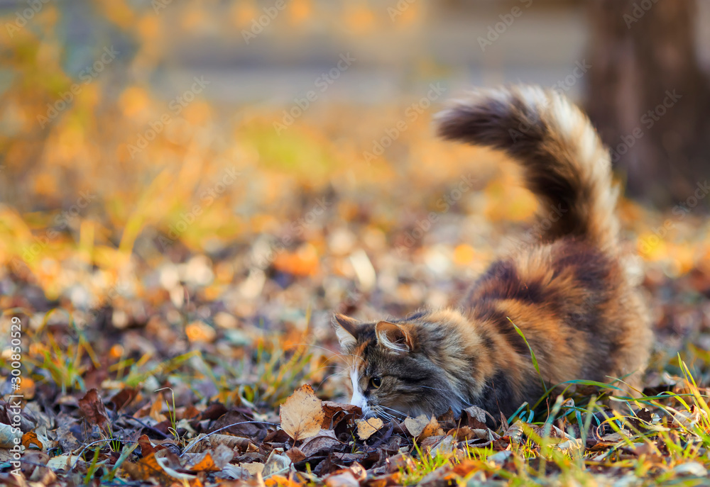 Fototapeta premium cute fluffy cat playing in the garden outside among the fallen leaves and grass on a Sunny autumn day