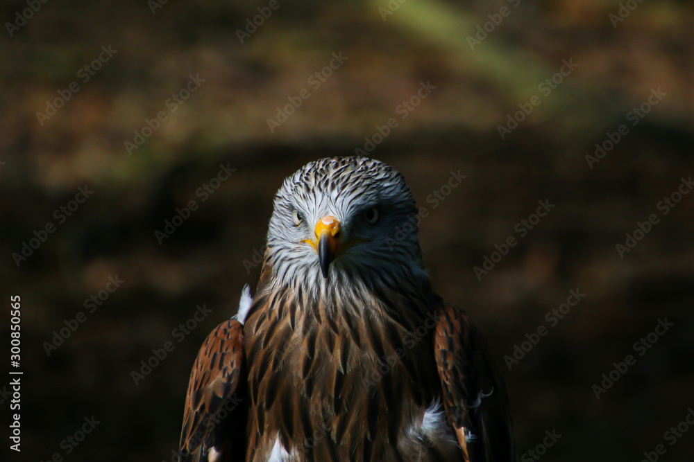 Fototapeta premium portrait of an eagle