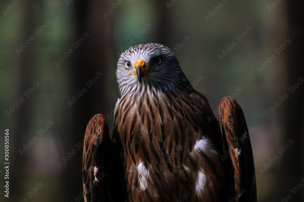 Fototapeta premium portrait of an eagle