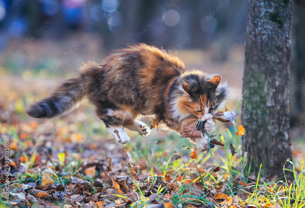 cute fluffy cat playing in the garden with caught by a mouse among fallen leaves and grass on a Sunny autumn day