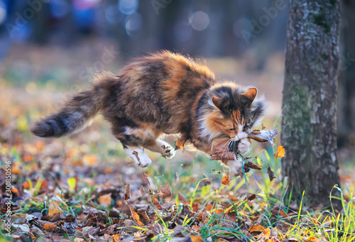 cute fluffy cat playing in the garden with caught by a mouse among fallen lea...