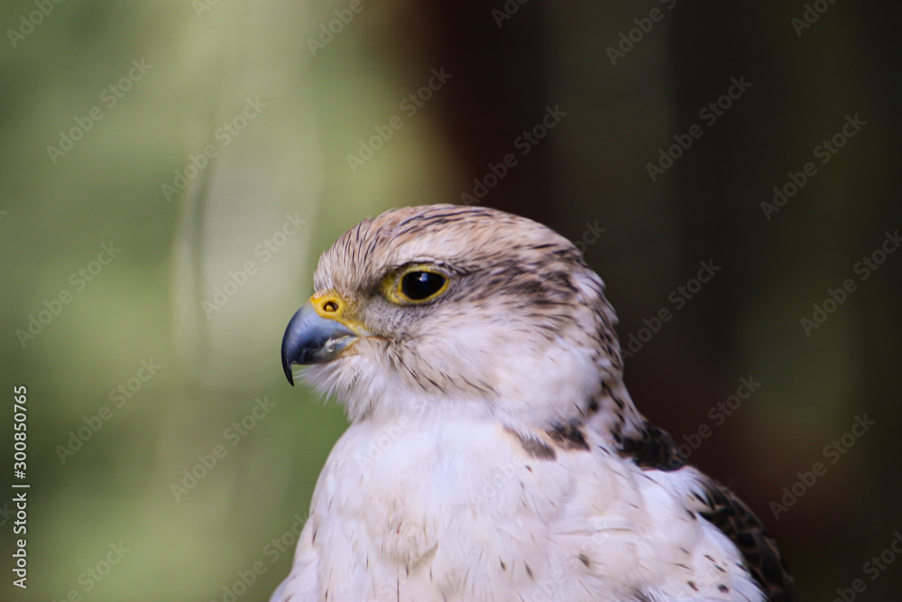 portrait of a falcon