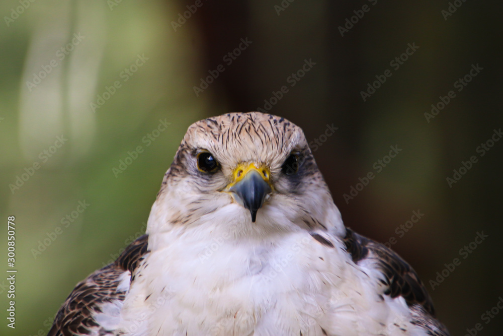 Obraz premium portrait of a falcon