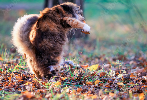 cute fluffy cat playing tossing a paw caught by a mouse among fallen leaves a...