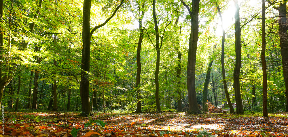 Fototapeta premium forest