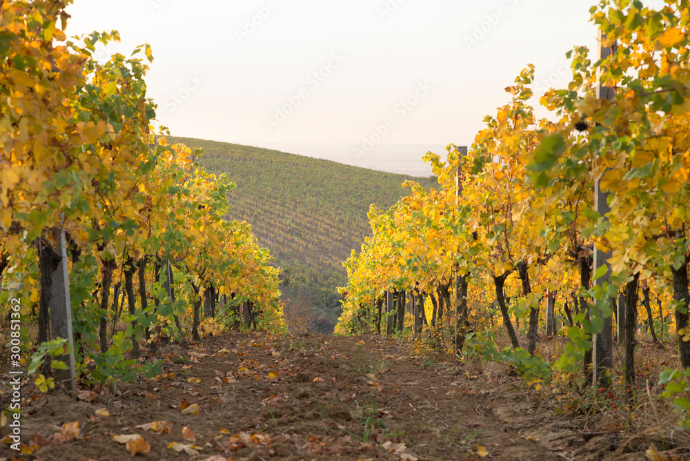 Naklejka premium Beautiful landscape of Vineyards in Tuscany. Chianti region in summer season. Italy.
