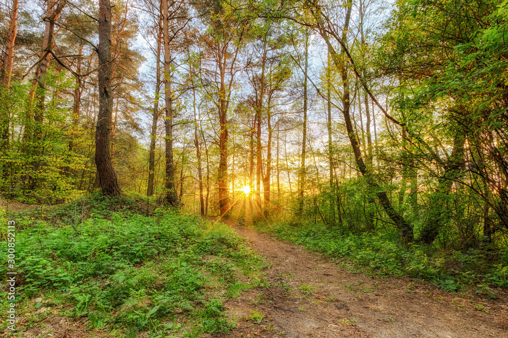 Fototapeta premium Las