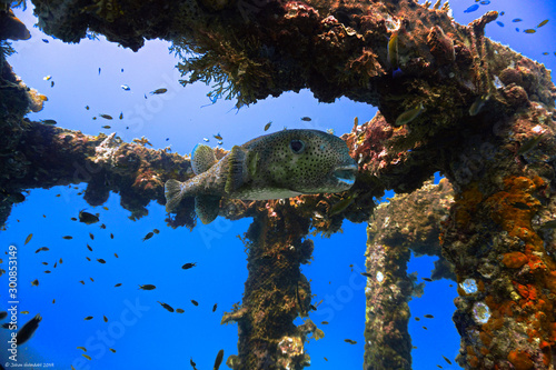 Φωτογραφία Underwaterphoto of smiling Pufferfihs rom a scuba dive at  the artifical reef  at Phi Islands in Thailand