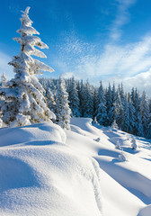 Morning winter calm mountain landscape with beautiful freezed fir trees