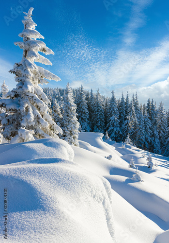 Fototapeta Naklejka Na Ścianę i Meble -  Morning winter calm mountain landscape with beautiful freezed fir trees