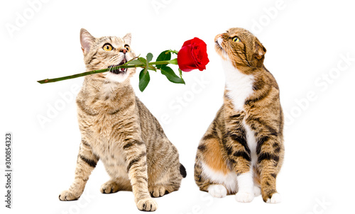Canvas Print Adorable cat presents a rose to a cat sitting isolated on white background