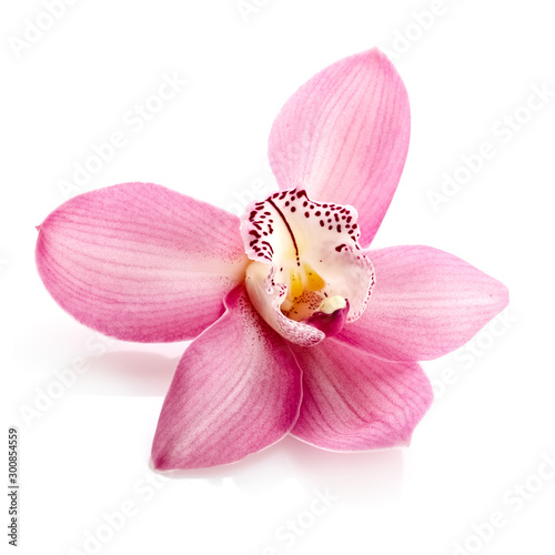 Pink orchid, close up Fototapet