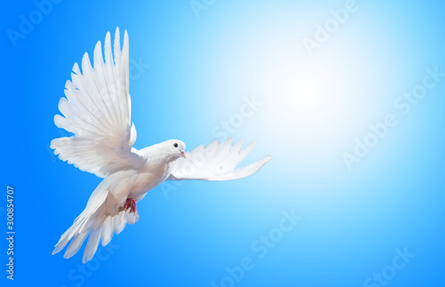 Dove in the air with wings wide open