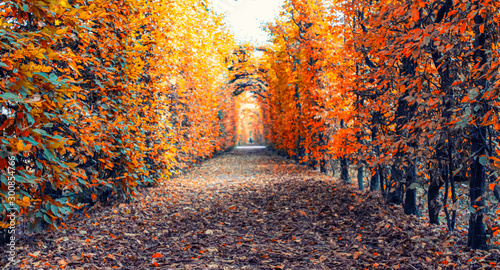 Fototapeta Naklejka Na Ścianę i Meble -  autumn tree alley