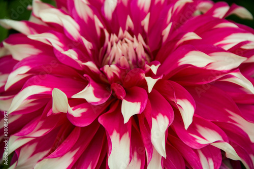 Fototapeta Naklejka Na Ścianę i Meble -  Closeup of  Pink and White petals of Dahlia Flower   