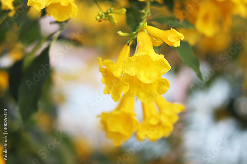 close up tecoma stans flower (yellow bell, yellow elder, trumpetbush, trumpetflower)