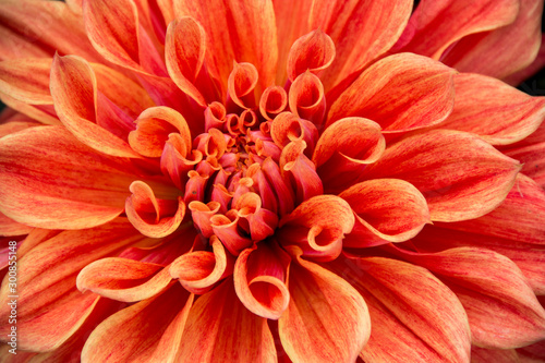 Closeup of  Orange Dahlia Flower    © Siddhartha