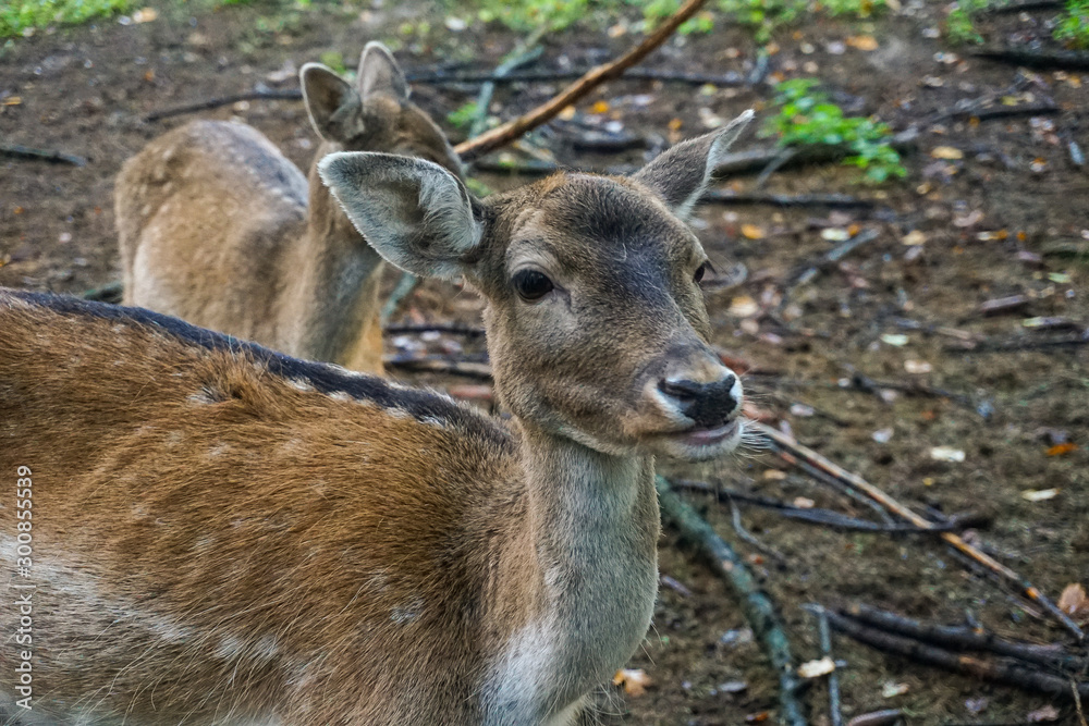 deer in a forest