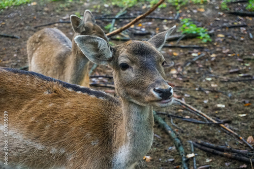 deer in a forest