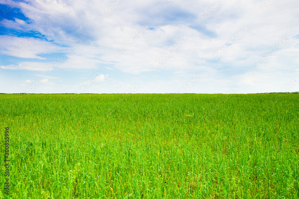 Real green grass background. Fresh lawn in the morning Real green grass background. Fresh lawn in the morning