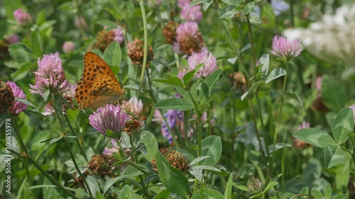 Butterfly on a flower of red clover.