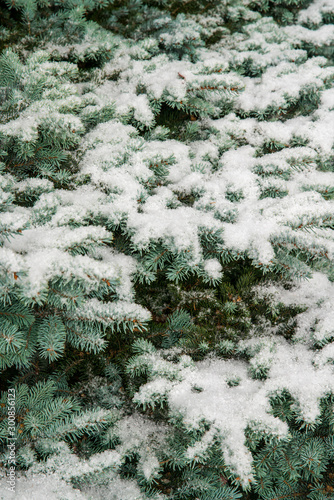 Rami di albero sempreverde ricoperti di neve fresca