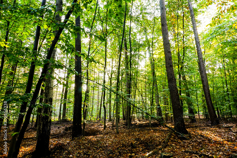 sunny forest sunny forest