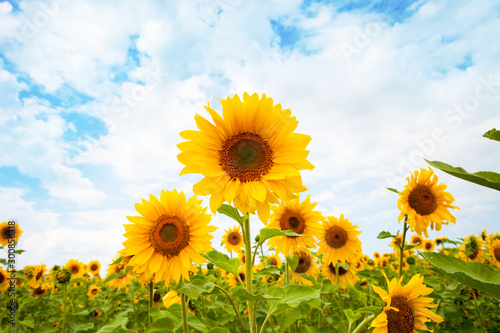 Field of sunflowers Picture of yellow sunflowers over blue sky