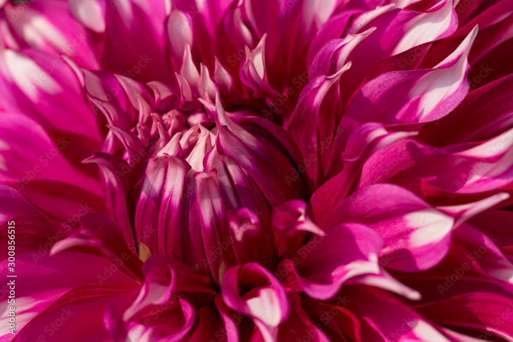 Obraz premium Closeup of Pink and white Dahlia Flower 
