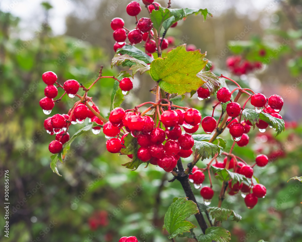 Fototapeta premium Bunches of viburnum after rain outdoors, autumn day