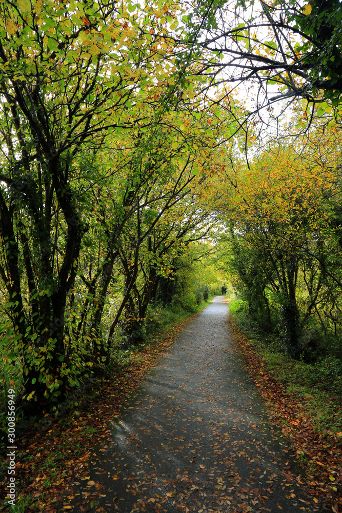Tree lined path in autumn colours Tree lined path in autumn colours