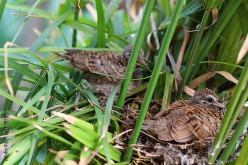 Geopelia striata,zebra dove in the nest