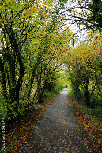 Tree lined path in autumn colours
