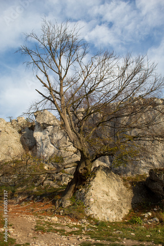Vertical mountain landscape of limestone cliffs against a blue sky. The Zborow Massif in Central Poland on the Krakow-Czestochowa Upland