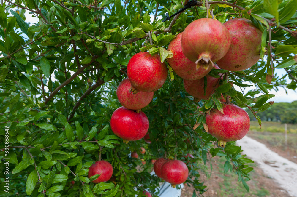 Pomegranates cultivation in South Apulia Pomegranates cultivation in South Apulia
