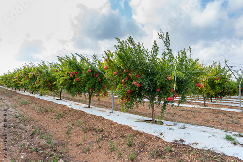 Canvas Print Pomegranates cultivation in South Apulia