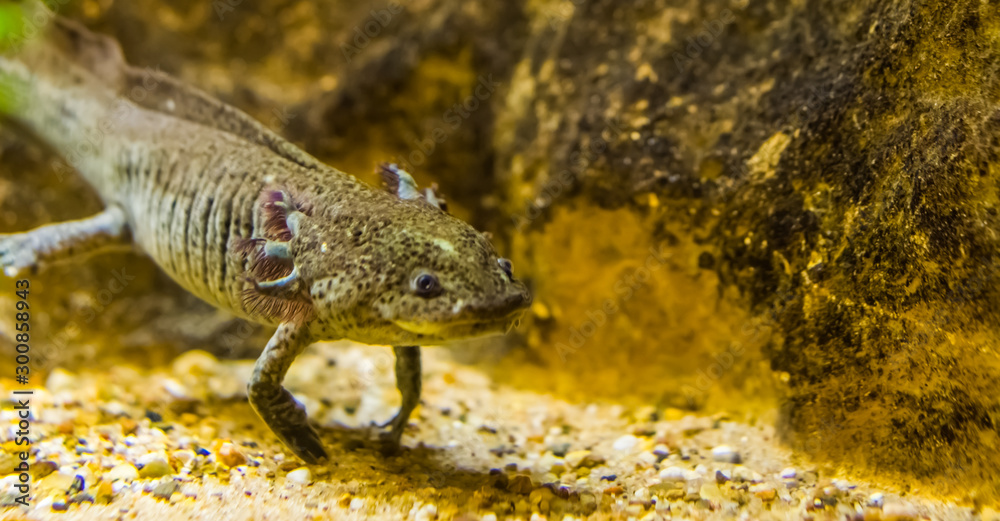 closeup of a grey axolotl, mexican walking fish, tropical underwater ...