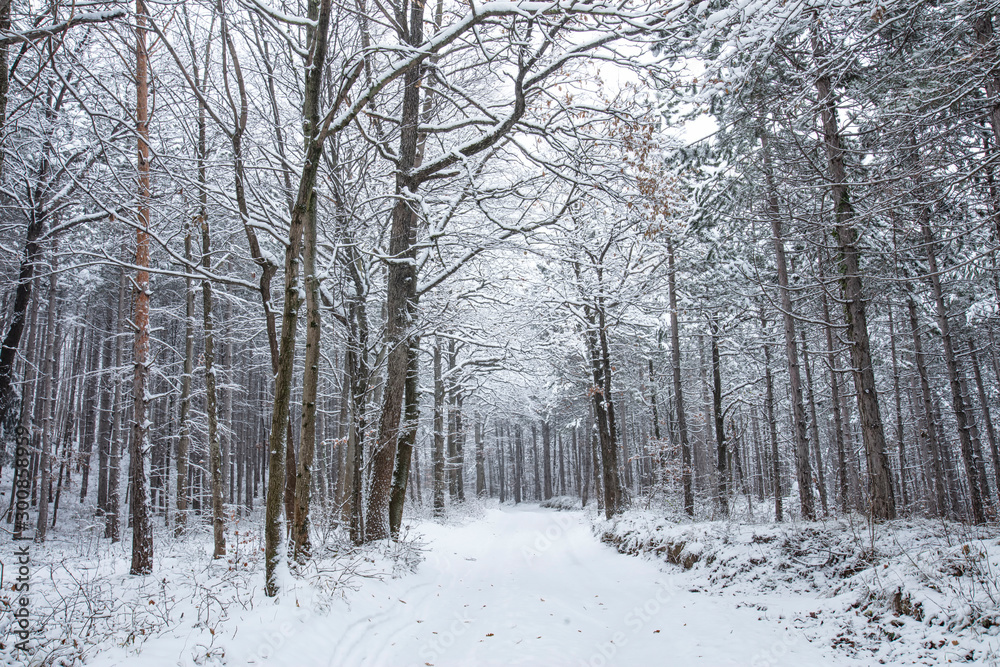 beautiful snow covered forest