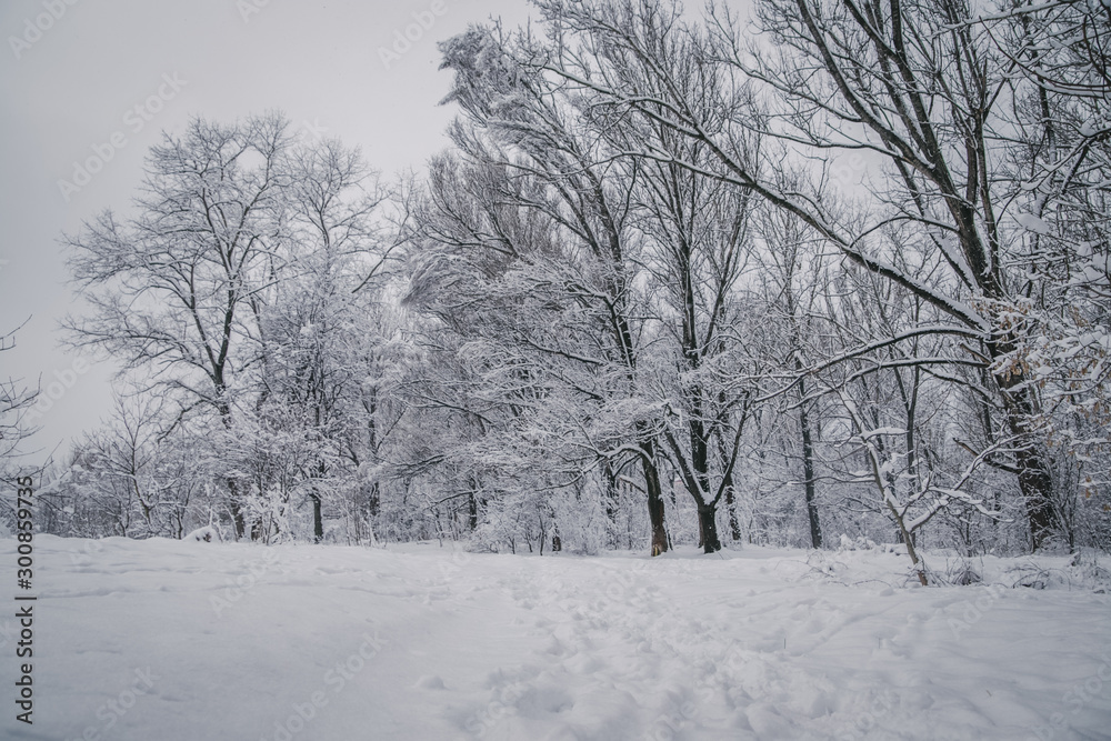 trees in a fairy tale park covered with white creaking fluffy snow cold frosty winter all around fabulous white trees in a fairy tale park covered with white creaking fluffy snow cold frosty winter all around fabulous white